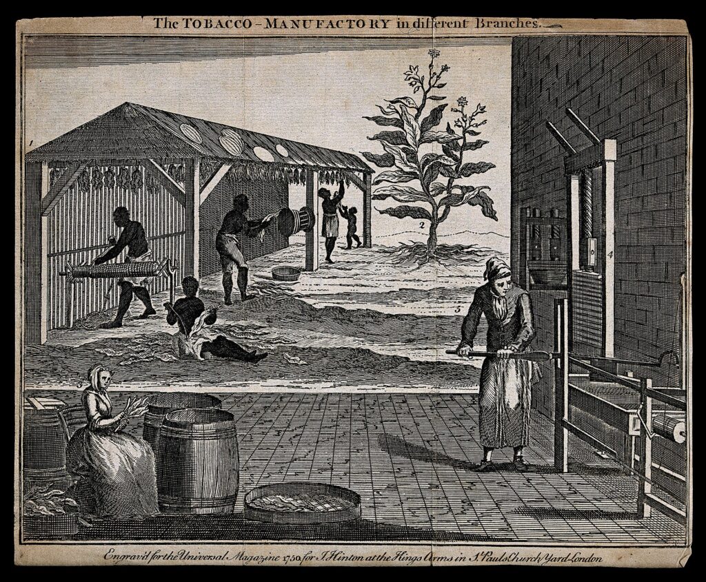 Historical engraving of tobacco leaves being sorted and dried.